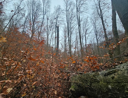 Pro Silva a Zempl�nben